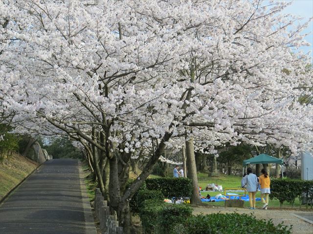 関西 大阪のお花見デートスポット穴場マル秘情報